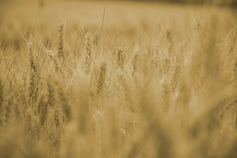 Future of Urban Farming