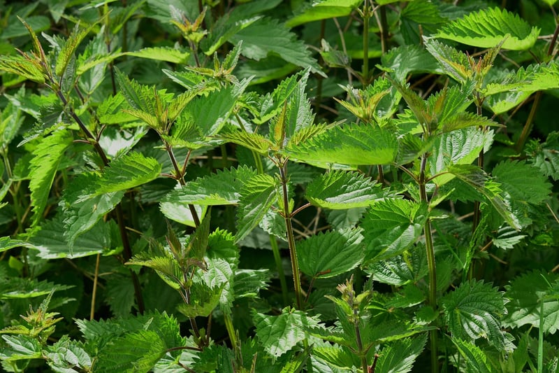 Herb Haven